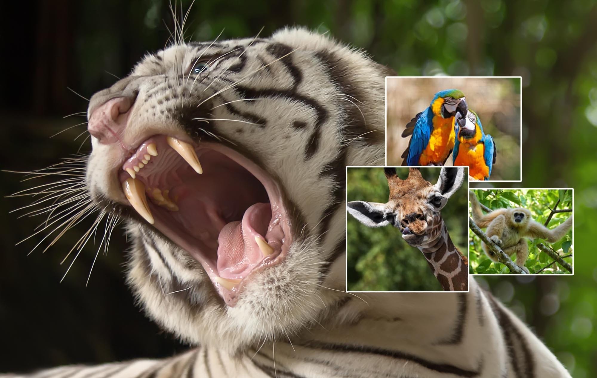 A growling white tiger, two blue and gold macaws, a giraffe, and a white handed gibbon.